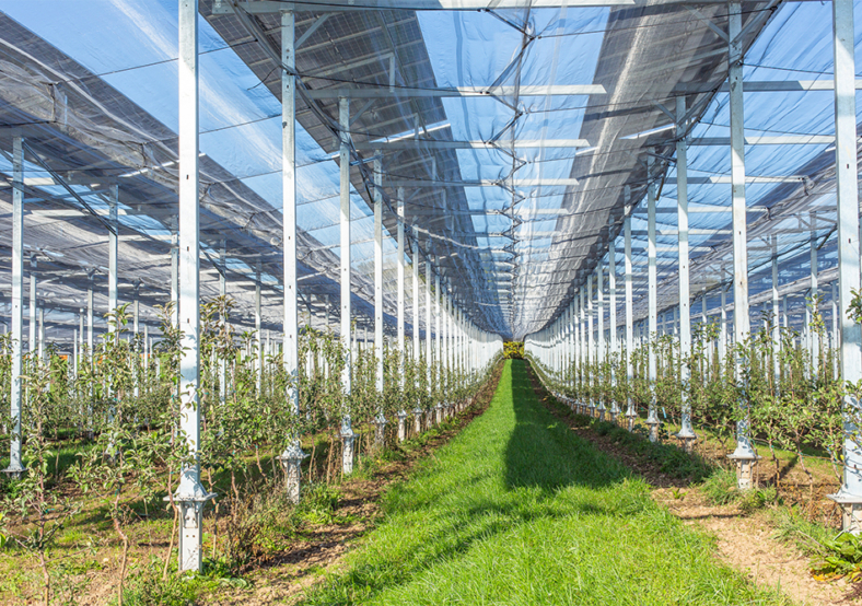 ombrières agrivoltaiques sur verger de pommiers