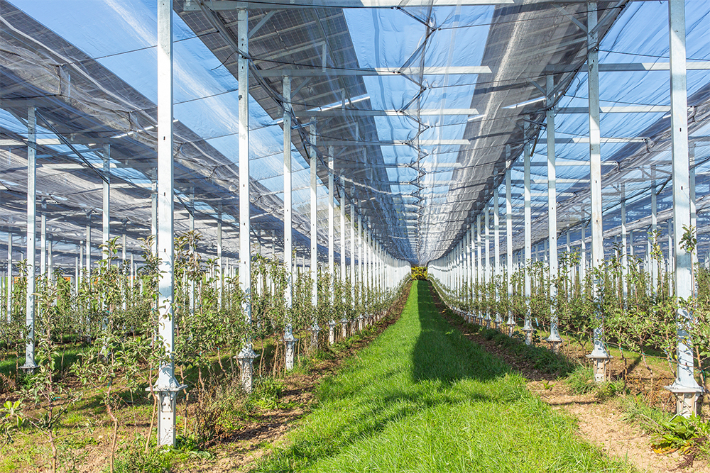 Serre agricole moderne abritant des cultures fruitières sous structure transparente optimisant la croissance grâce à l’a