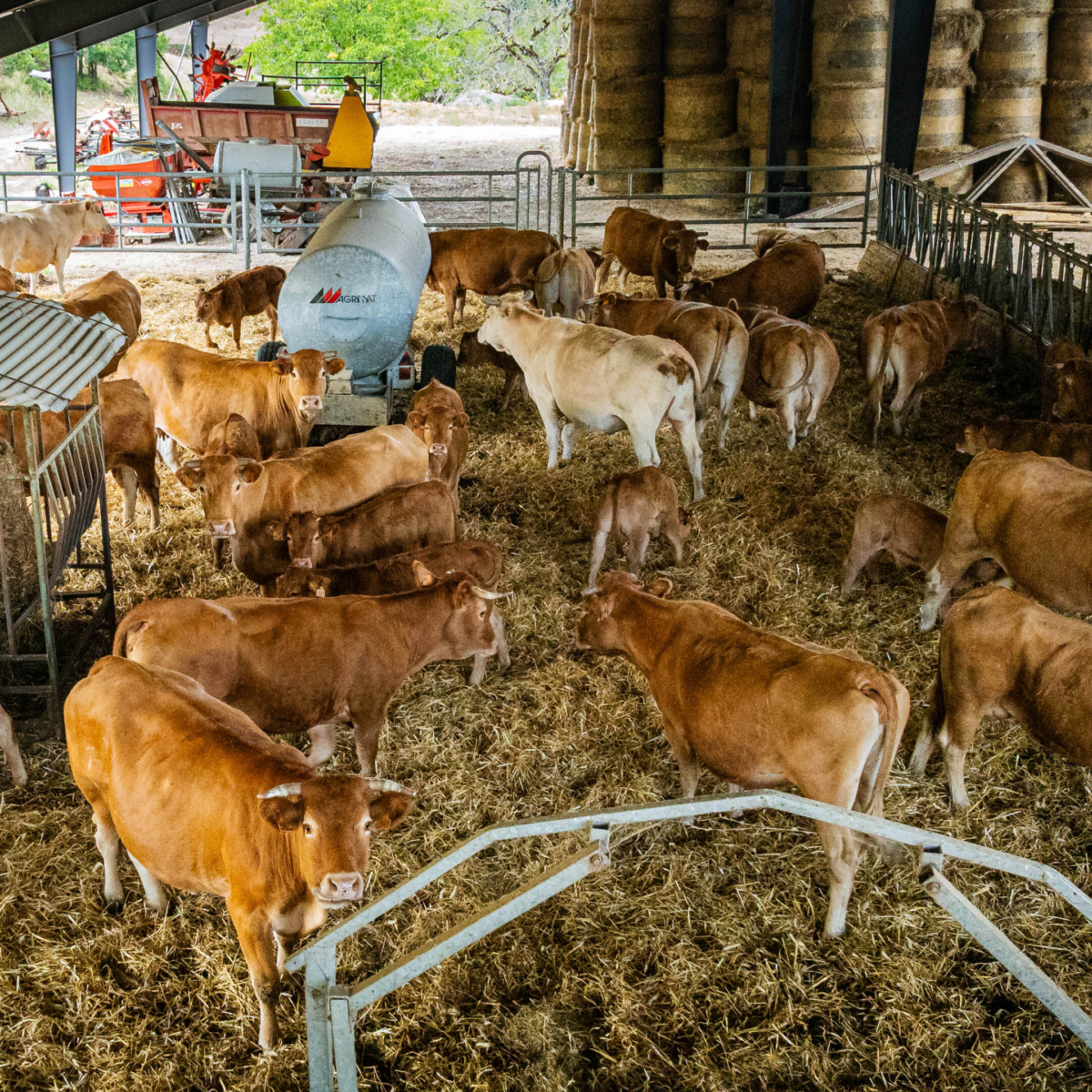 Stabulation photovoltaïque financée : construisez votre bâtiment d’élevage grâce au solaire