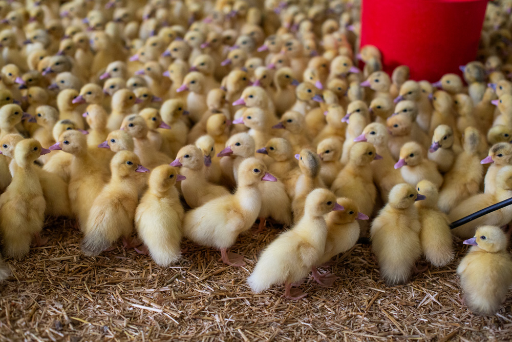 Nid de poussins dorés regroupés sur litière en attente de soins dans une ferme avicole débutant leur développement avec