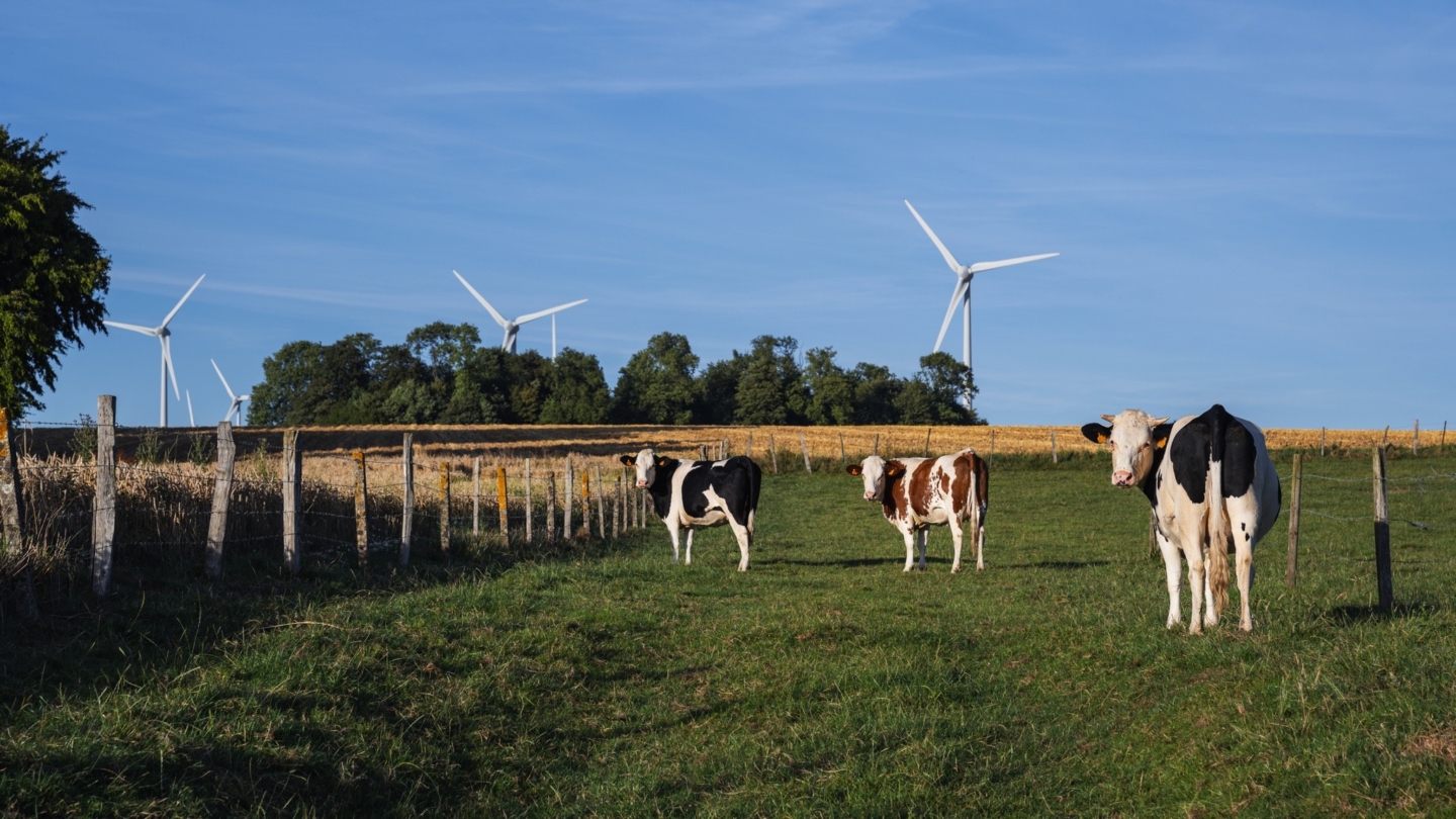 Vaches en pâturage paisible devant un paysage rural où s’élèvent des éoliennes, symbole d’une agriculture durable et