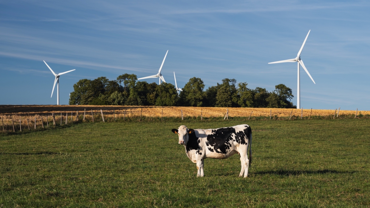 Vache pâturant dans un champ verticaux avec des éoliennes en arrière-plan illustrant une harmonie entre agriculture et én