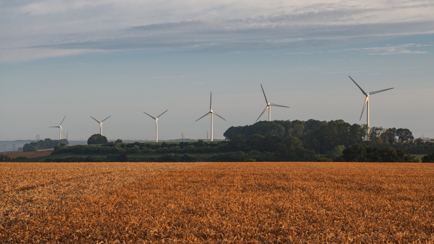 Paysage rural montrant des champs de céréales dorées avec plusieurs éoliennes en arrière-plan illustrant une exploitatio